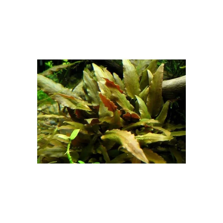 Cryptocoryne Beckettii Saksı Canlı Bitki