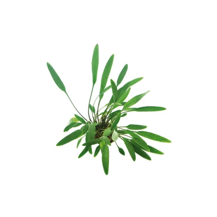 Cryptocoryne Lucens Saksı Canlı Bitki