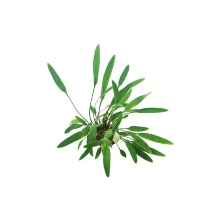 Cryptocoryne Lucens Saksı Canlı Bitki