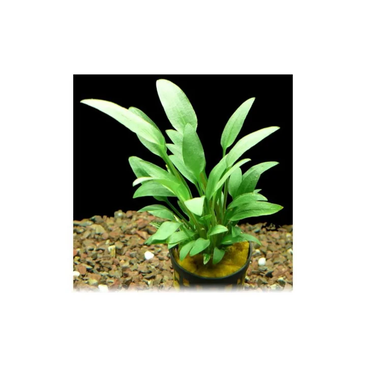 Cryptocoryne Walkeri Saksı Canlı Bitki