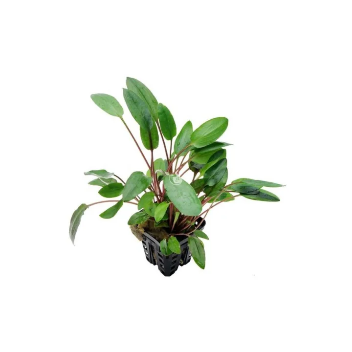 Cryptocoryne Willisii Saksı Canlı Bitki