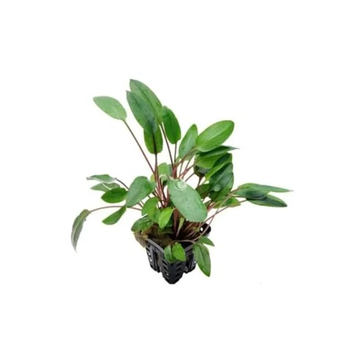 Cryptocoryne Willisii Saksı Canlı Bitki