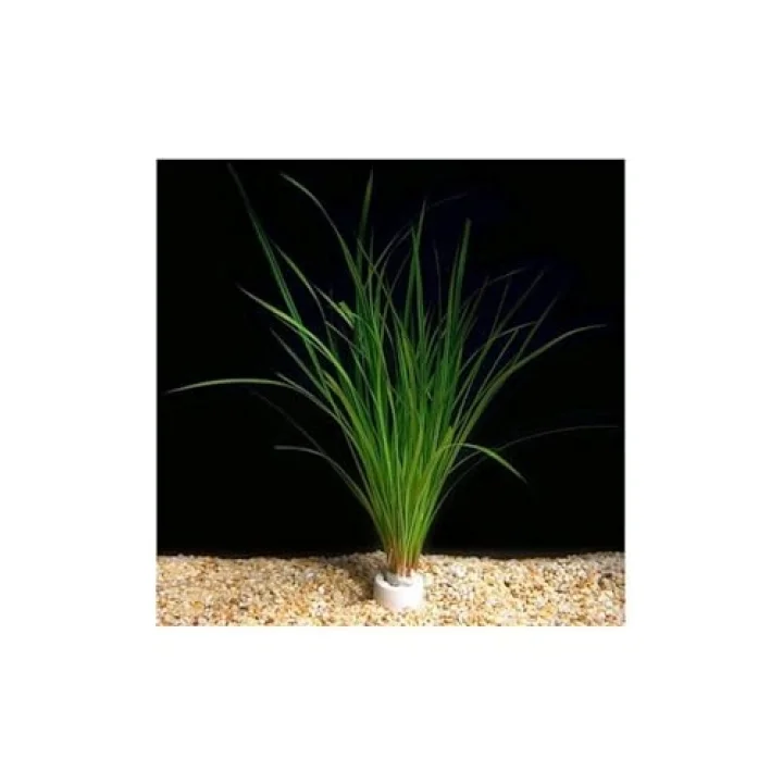 Cyperus Juncus Saksı Canlı Bitki