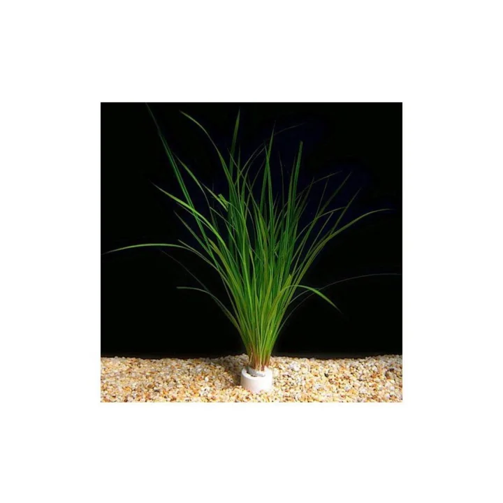 Cyperus Juncus Saksı Canlı Bitki