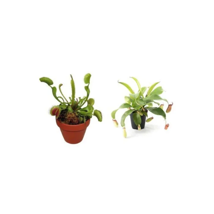 Dashing Look Venus Fly Trap Nepenthes Etçil Etobur Bitki Sinek Kapan Nepentes 10 Tohum TH-thmcmthm03