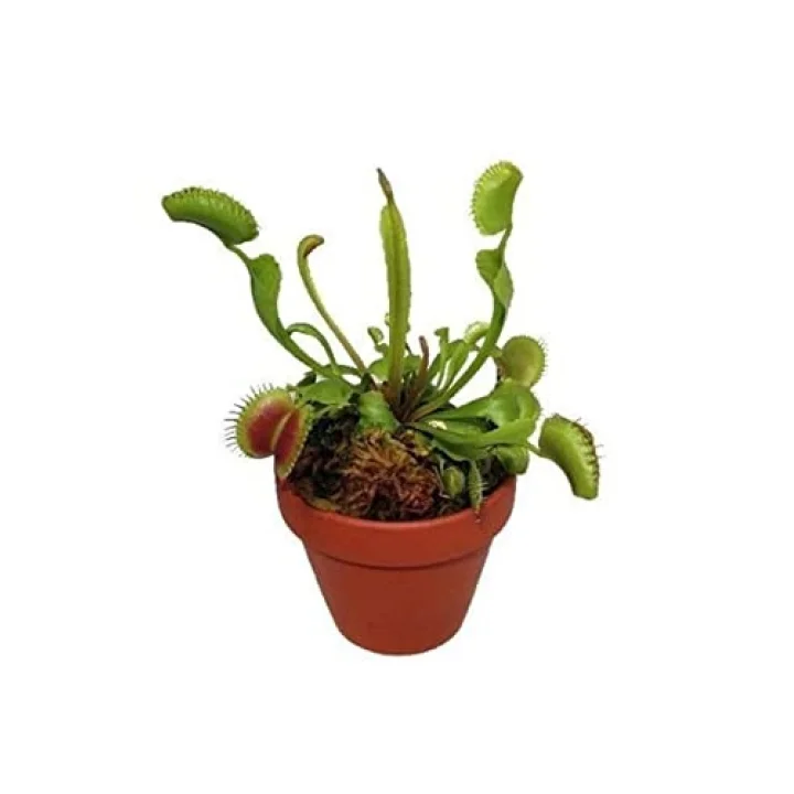 Dashing Look Venus Fly Trap Nepenthes Etçil Etobur Bitki Sinek Kapan Nepentes 10 Tohum TH-thmcmthm03