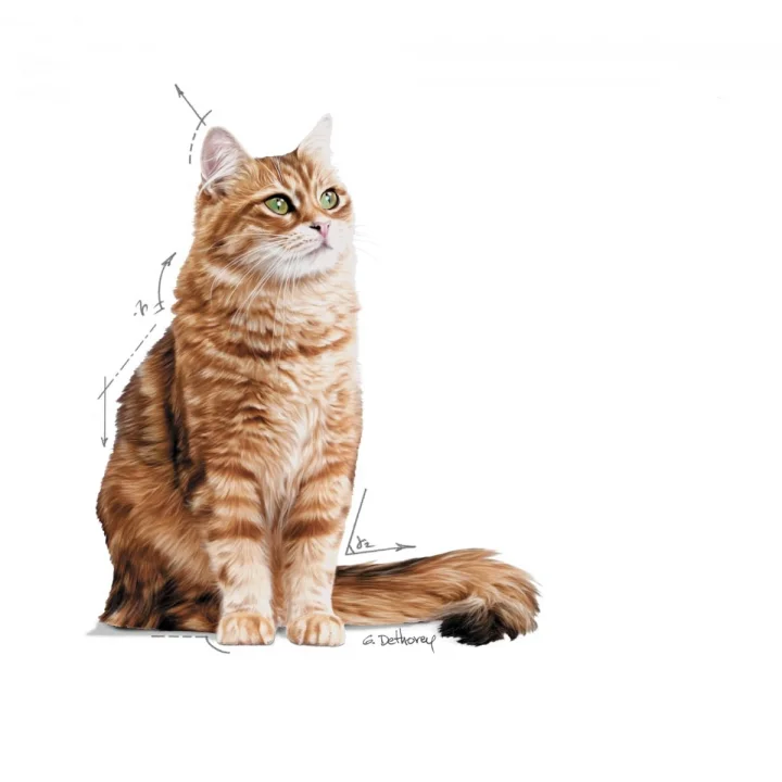 Dıgest Sensıtıve Kedi Yaş Mama 12X85Gr