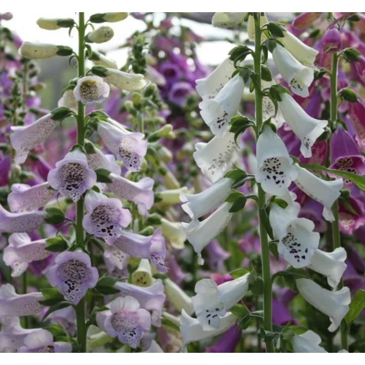 Digitalis Çiçeği Tohumu