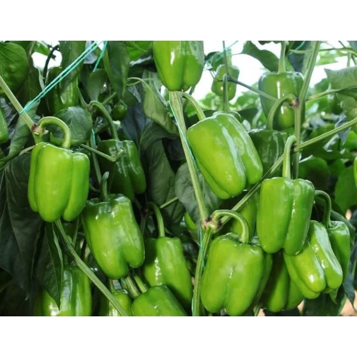 Doğal Biber Kandil Dolma Tohumu