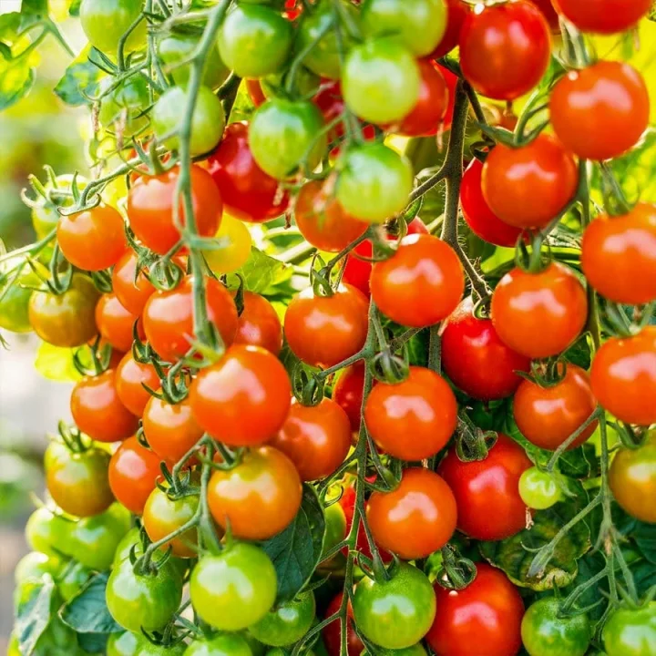 Doğal Cherry Domates Tohumu