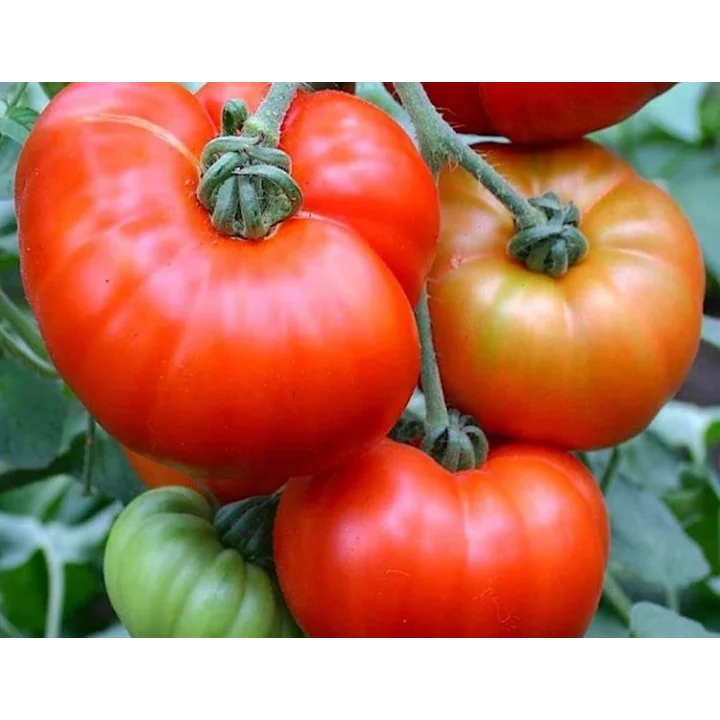 Doğal Marmande Domates Tohumu