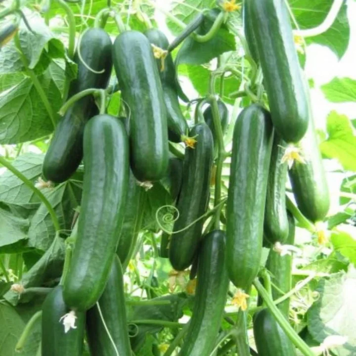 Doğal Salatalık Tohumu