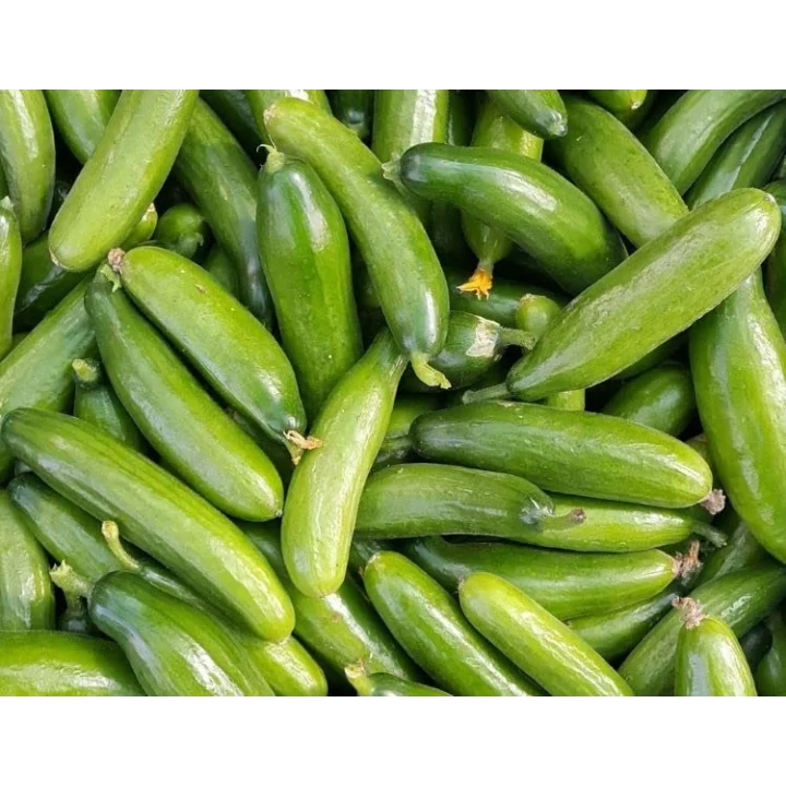 Doğal Salatalık Tohumu Çengelköy