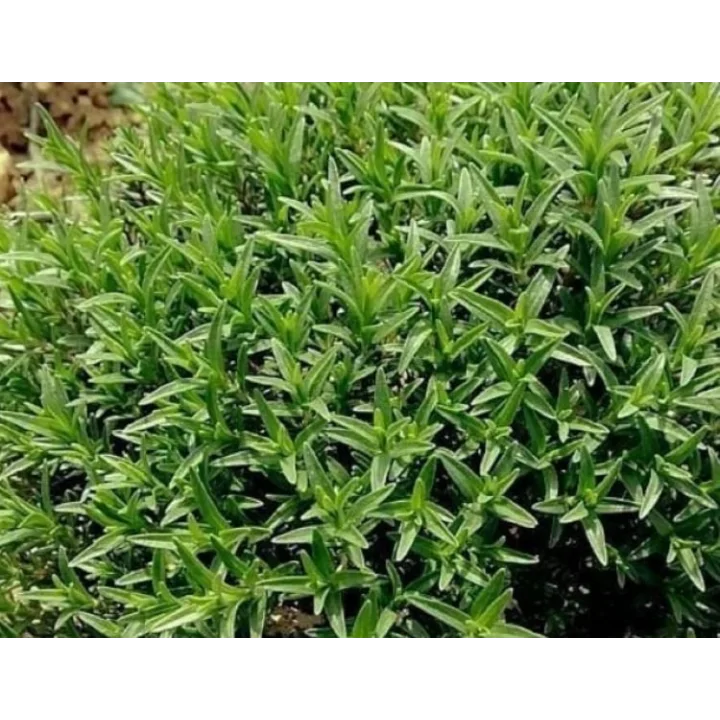 Doğal Zahter Kekiği Tohumu (50 Tohum)