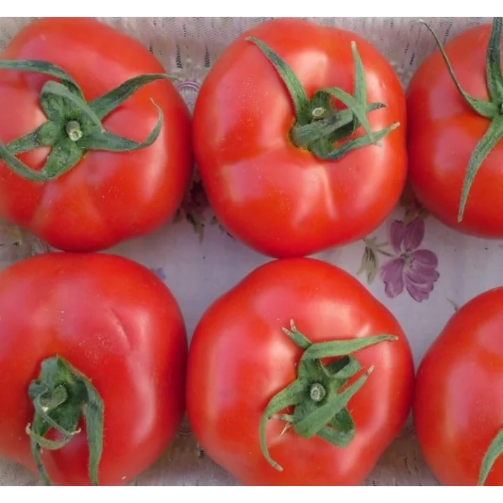 DOMATES TANE SALKIM (ÇOKLU TOHUM) 2274-3 Gram