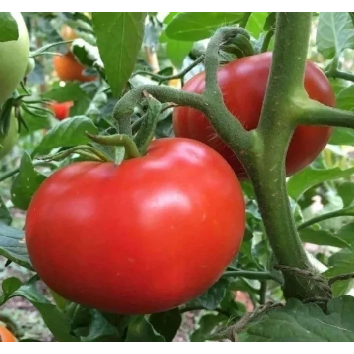 DOMATES TANE SALKIM (ÇOKLU TOHUM) 2274-3 Gram
