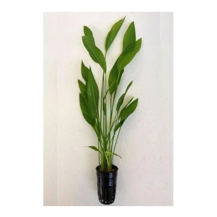 Echinodorus Argentinensis Saksı Canlı Bitki P056
