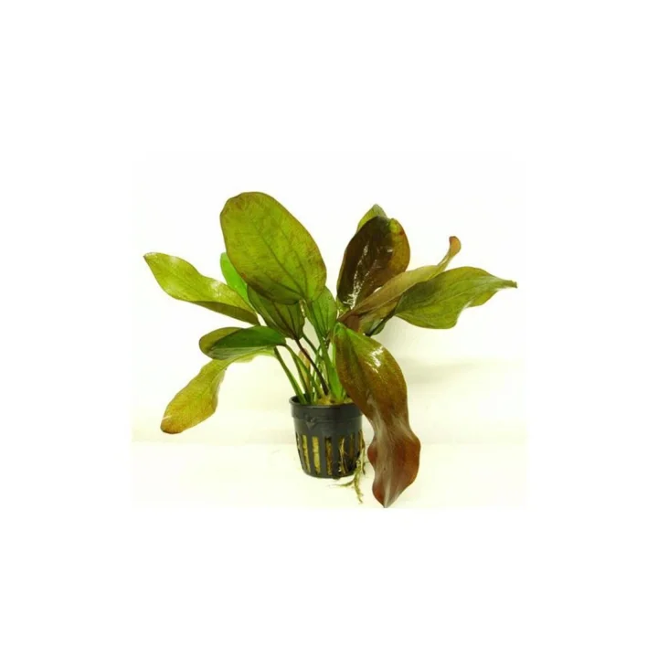 Echinodorus Fancy Twist Saksı Canlı Bitki