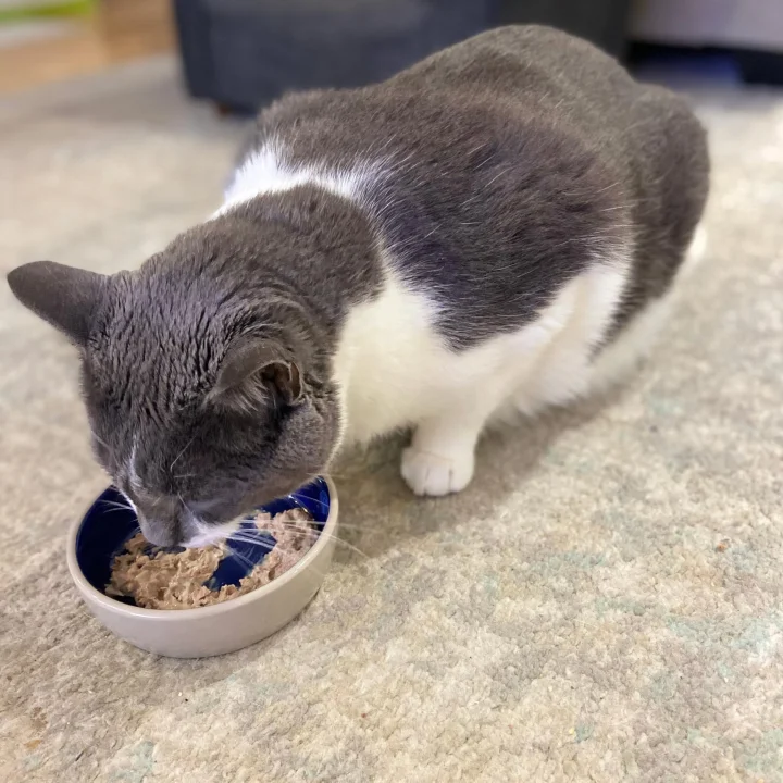 Ethical 5 İnç Kedi veya Sürüngen Seramik Tabak