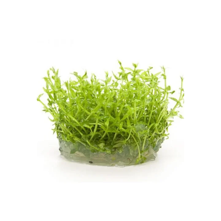 Gratiola Viscidula In Vitro Cup Canlı Bitki