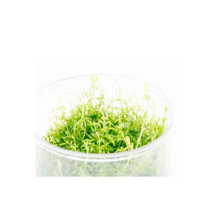 Gratiola Viscidula In Vitro Cup Canlı Bitki