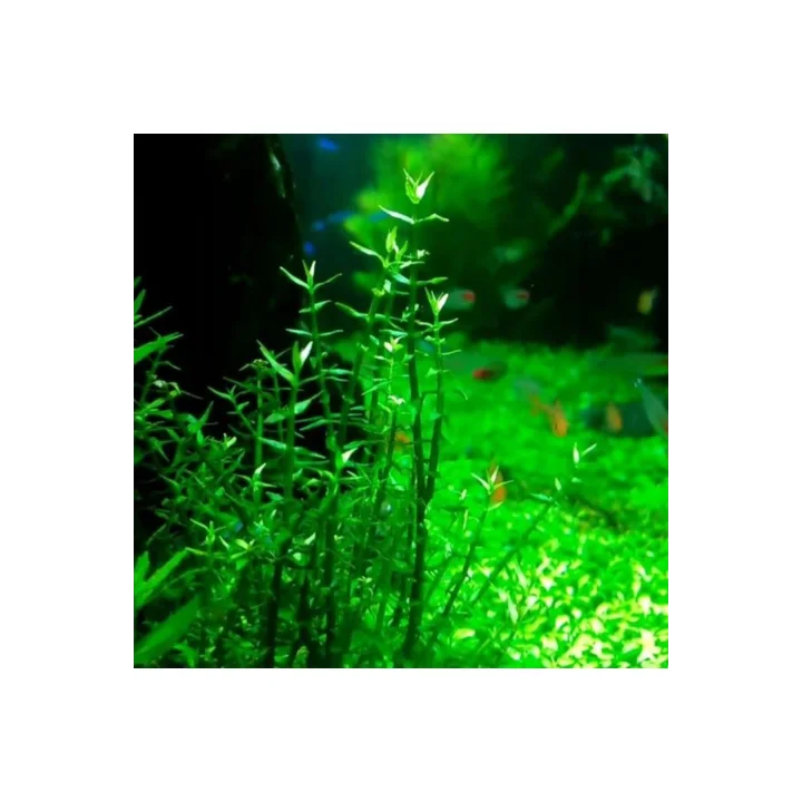 Gratiola Viscidula In Vitro Cup Canlı Bitki