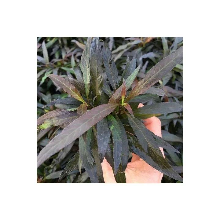 Hygrophila Angustifolia Rubra Saksı Canlı Bitki