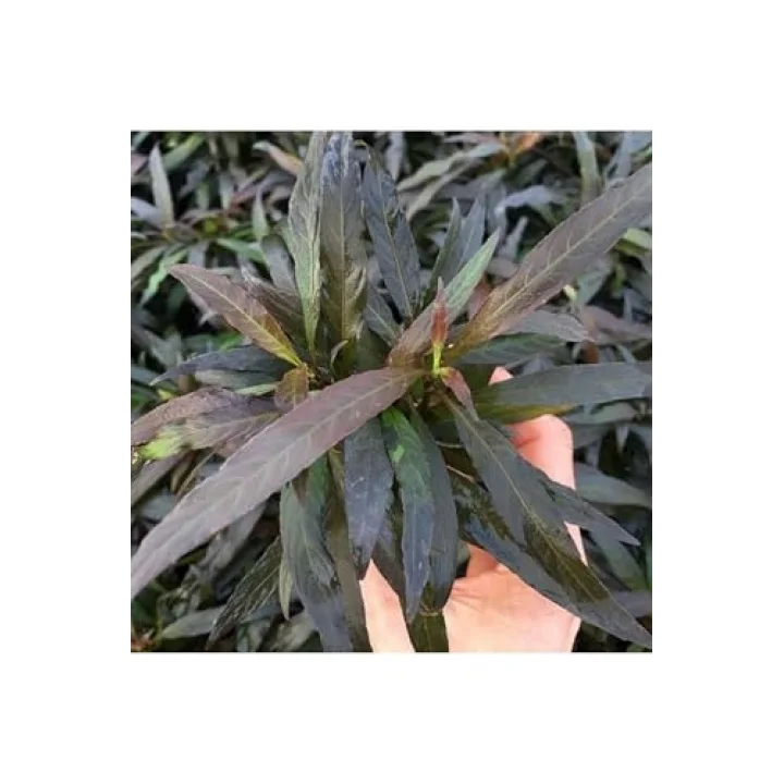 Hygrophila Angustifolia Rubra Saksı Canlı Bitki