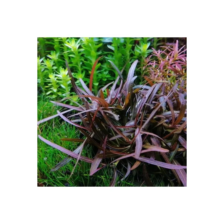 Hygrophila Araguaia In Vitro Canlı Bitki