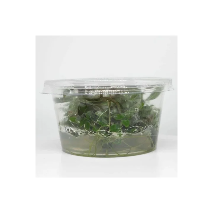 Hygrophila Araguaia In Vitro Canlı Bitki