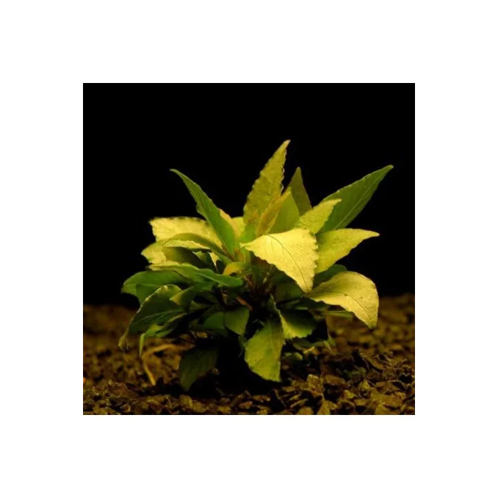 Hygrophila Corymbosa - Limon Saksı Canlı Bitki TR-413155