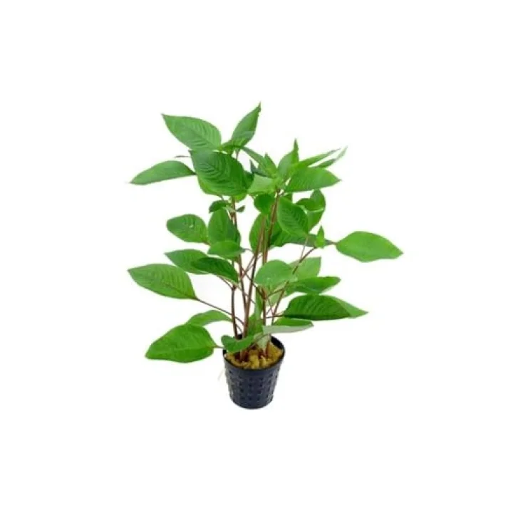Hygrophila Corymbosa - Limon Saksı Canlı Bitki TR-413155