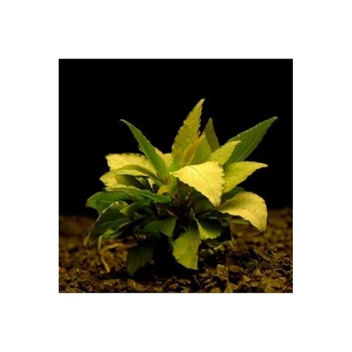 Hygrophila Corymbosa - Limon Saksı Canlı Bitki TR-413155