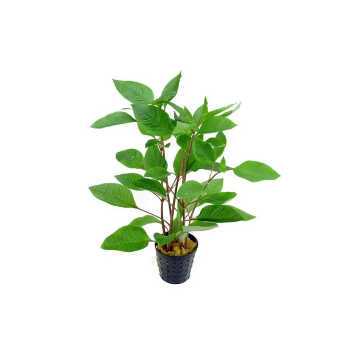 Hygrophila Corymbosa - Limon Saksı Canlı Bitki TR-413155