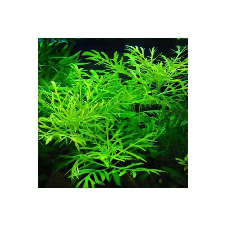 Hygrophila Difformis 4-6 Kök Canlı Bitki
