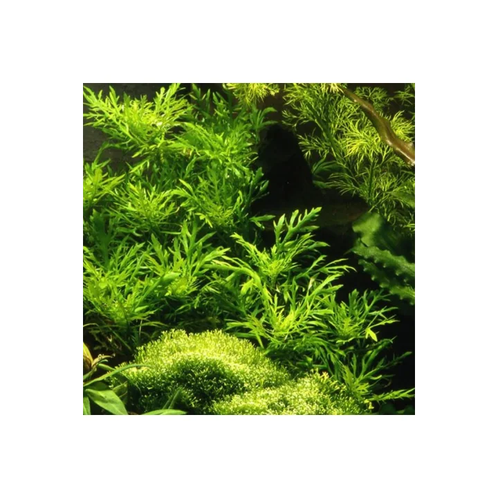 Hygrophila Difformis 4-6 Kök Canlı Bitki