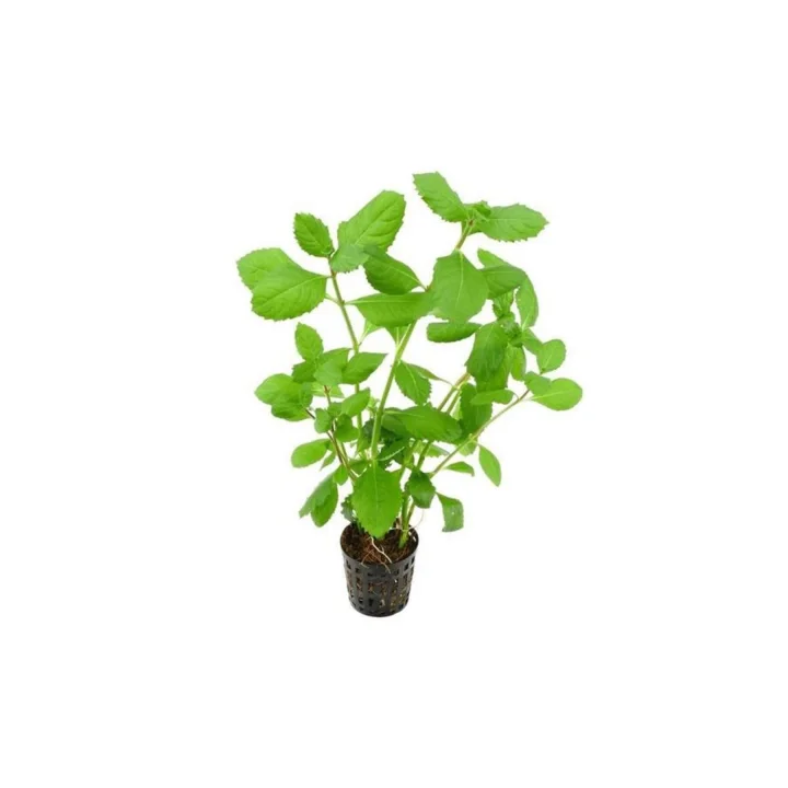 Hygrophila Difformis 4-6 Kök Canlı Bitki