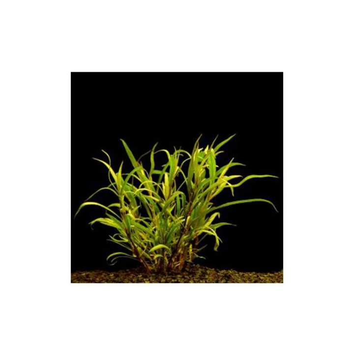 Hygrophila Lacustris Saksı Canlı Bitki