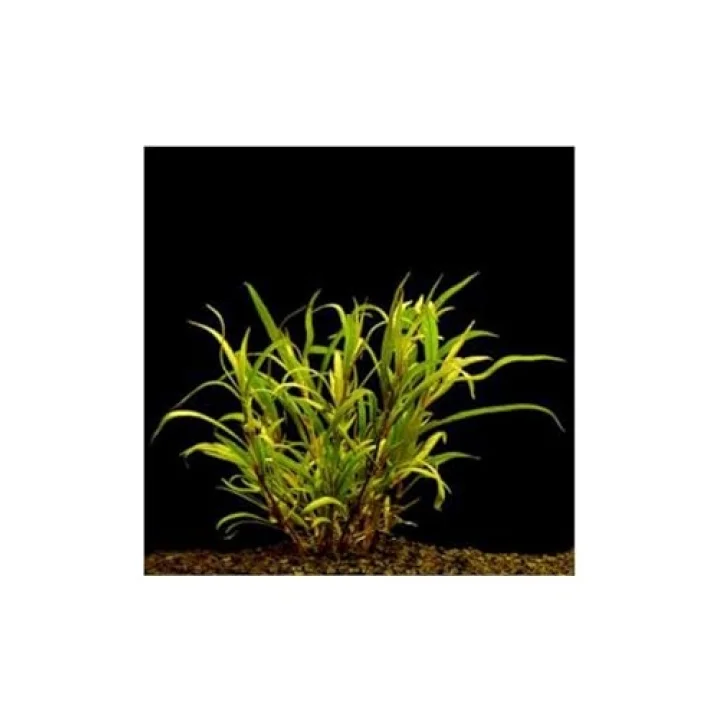 Hygrophila Lacustris Saksı Canlı Bitki