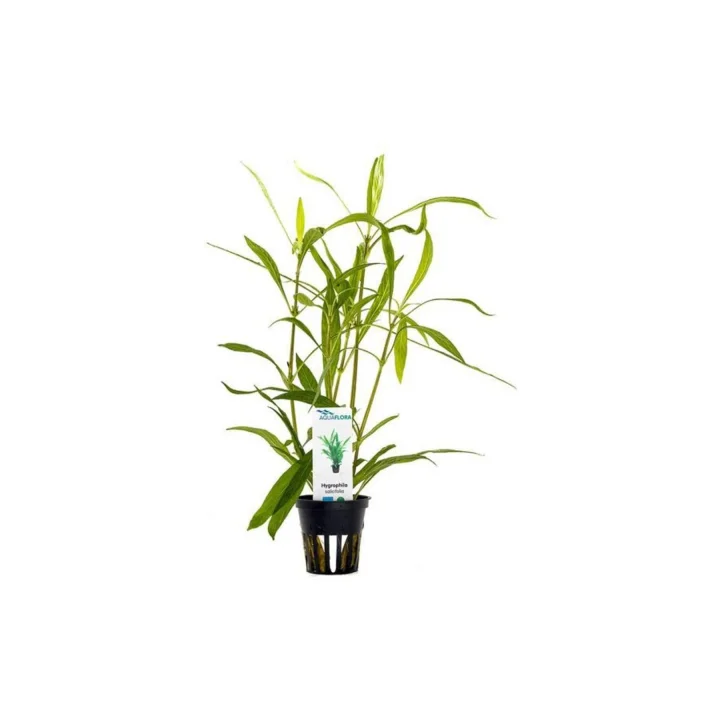 Hygrophila Salicifolia Saksı Canlı Bitki