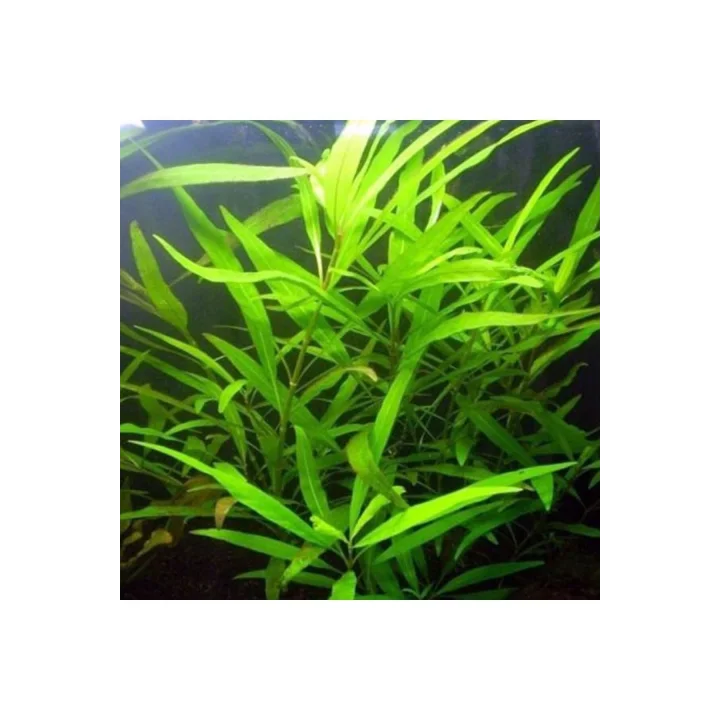 Hygrophila Salicifolia Saksı Canlı Bitki
