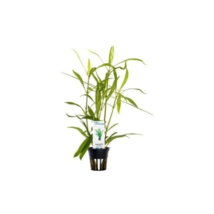 Hygrophila Salicifolia Saksı Canlı Bitki