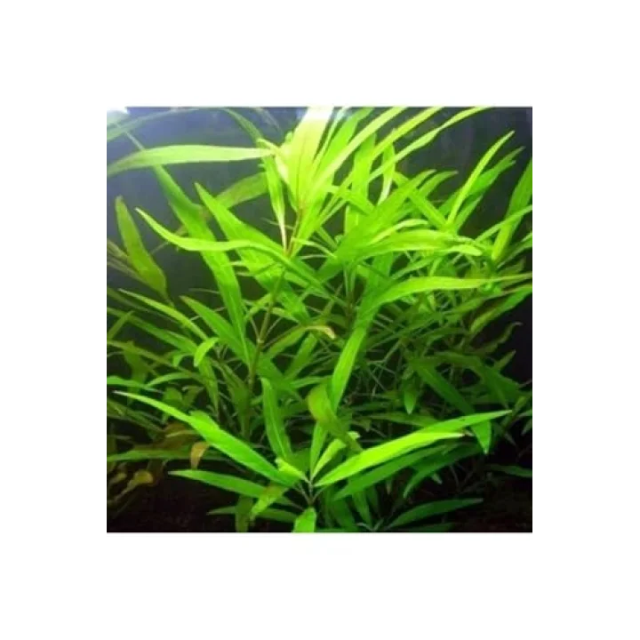 Hygrophila Salicifolia Saksı Canlı Bitki