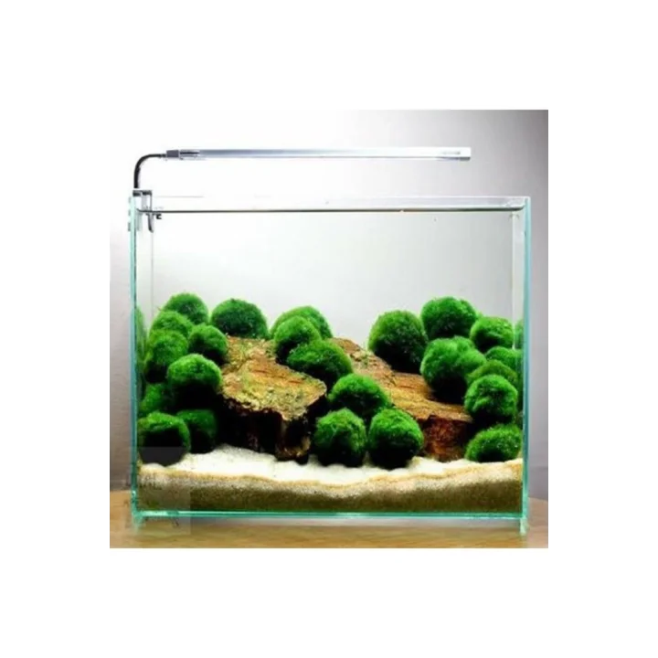 İthal Bitki Marimo Moss Ball 2-3cm Yosun Topu Canlı Bitki Kopy1-951512