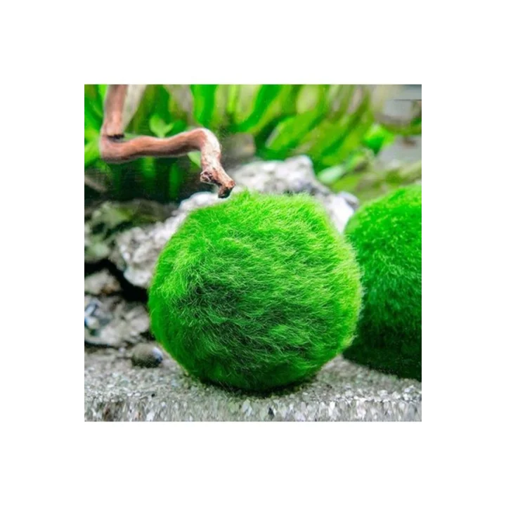 İthal Bitki Marimo Moss Ball 2-3cm Yosun Topu Canlı Bitki Kopy1-951512