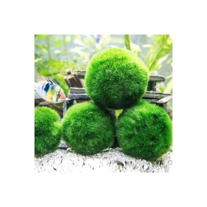 İthal Bitki Marimo Moss Ball 2-3cm Yosun Topu Canlı Bitki Kopy1-951512