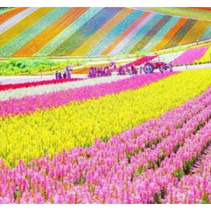 Japon Halı Çiçeği Tohumu