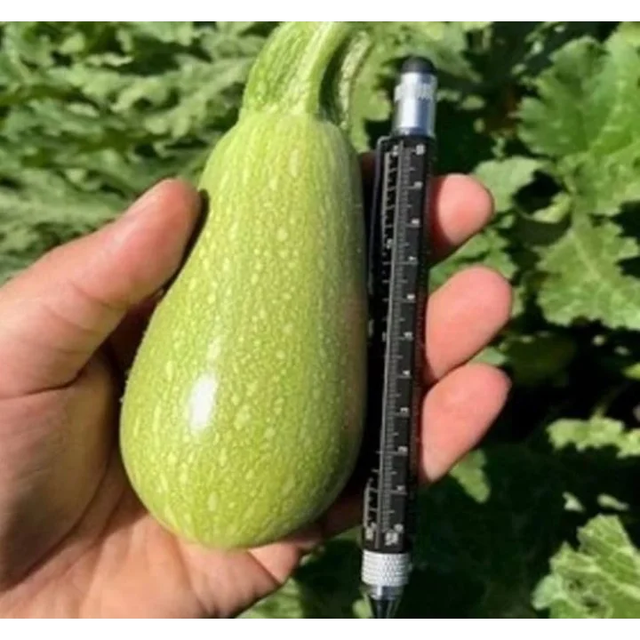KABAK DOLMALIK (ÇOKLU TOHUM) - 10 Gram