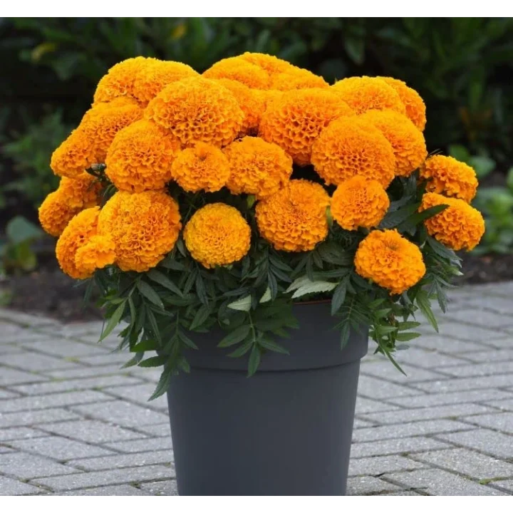 Kadife Çiçeği (Marigold Büyük Çiçek) Turuncu Renkli - 10 Tohum