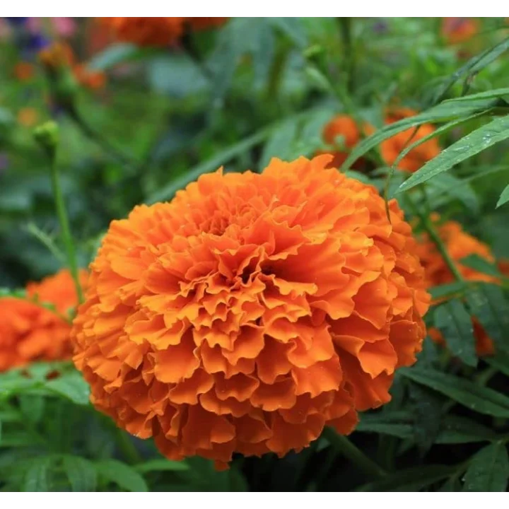 Kadife Çiçeği (Marigold Büyük Çiçek) Turuncu Renkli - 10 Tohum